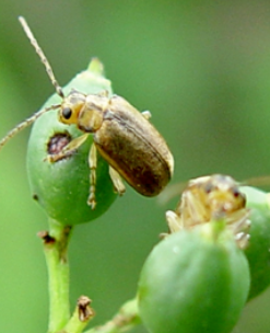 Defoliating Leaf Beetles