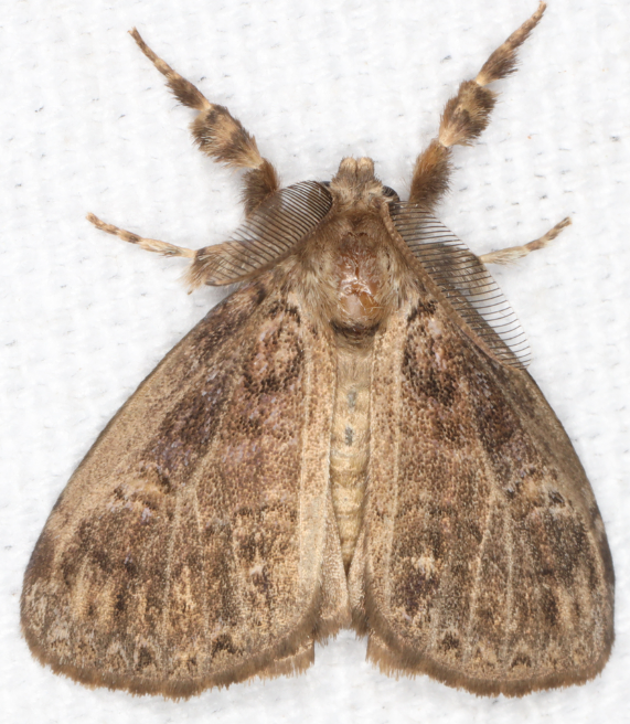 Fir Tussock Moth