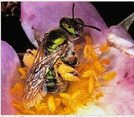 Halictid Sweat Bee