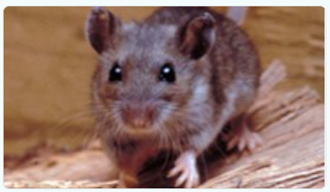Hantavirus Rodent