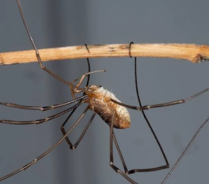 Harvestmen