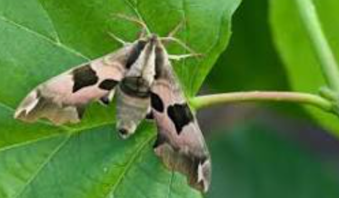 Hawk moth