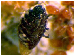 HHemlock Woolly Adelgid