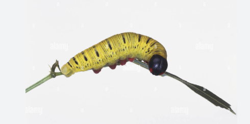 Hesperiid Skipper Larvae