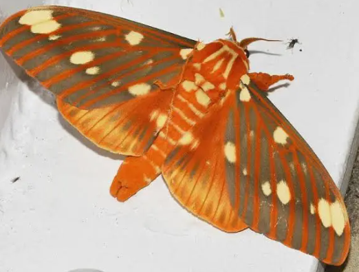 Hickory Horned Devil