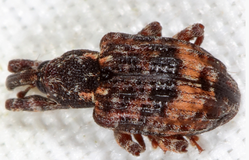 Hickory Shoot Curculio