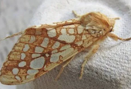 Hickory Tussock Moths