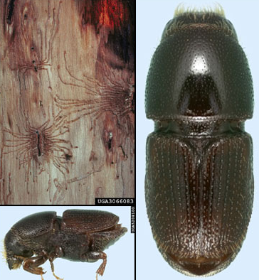 Hickory bark beetle