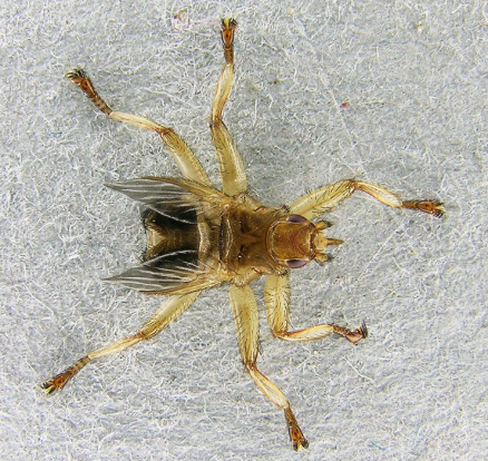 Hippoboscid Louse Flies