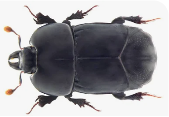 Hister Beetles