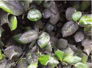 Holly Scale Insects