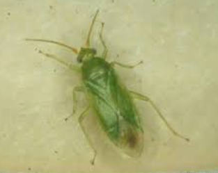 Honey Locust Plant Bugs