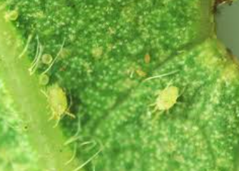 Honey Locust Spider Mites