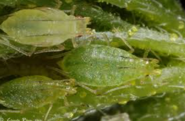 Hop Aphids