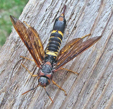 Horntail Wood Wasps