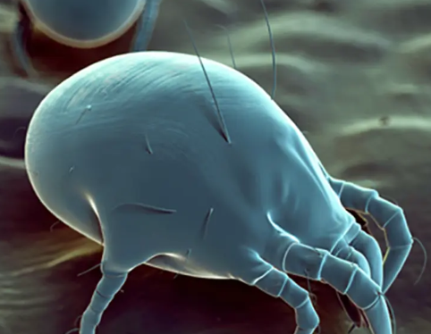 Humidity Mites
