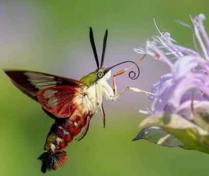 Hummingbird Clearwing Moth