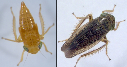 Hump-nosed Leafhoppers