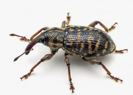 Hylobius Pine Weevils