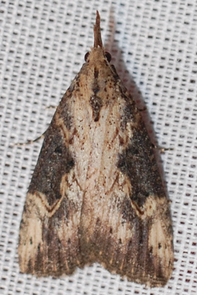 Hypena Looper Moths