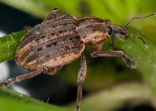 Hypera Clover Weevils