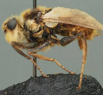 Hypoderma Botflies