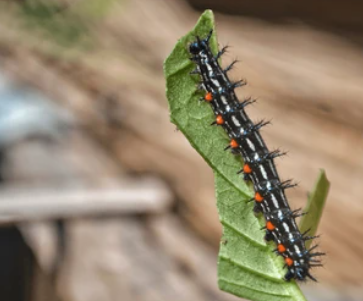 Hypolimnas Caterpillars