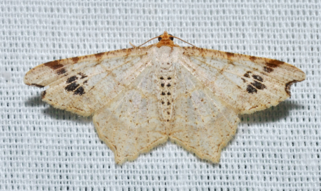 Promiscuous Angle Moth