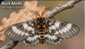 Buck moth