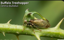 Buffalo Treehopper