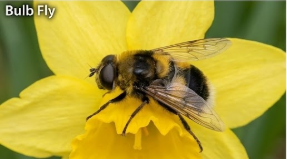 Bulb Fly