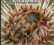 Bumble Flower Beetle