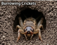 Burrowing Cricket