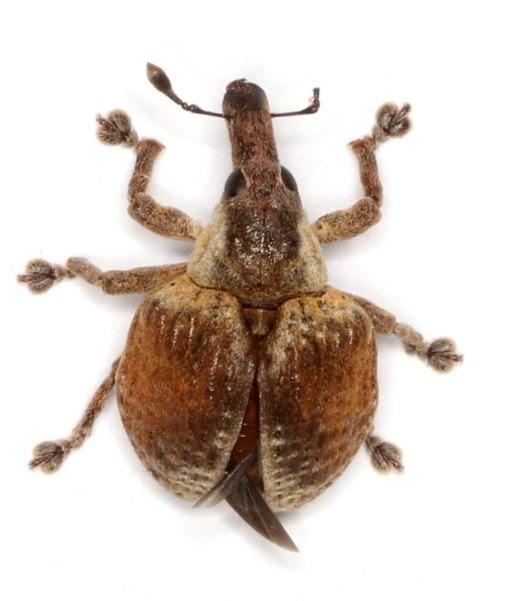 Fig Weevil