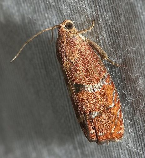 Filbertworm moth