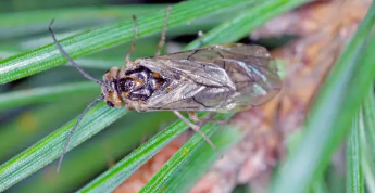 Fir Sawfly