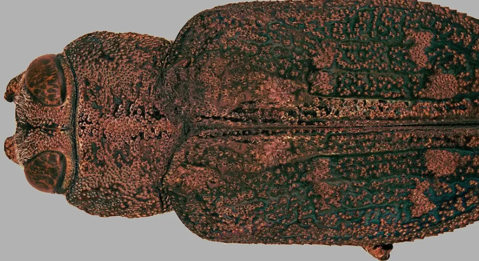 Flatheaded borer” /></p>
<p>Flatheaded borers are a diverse group of beetles in the family Buprestidae, known for the destructive tunneling behavior of their larvae. While the adult beetles are often called “metallic wood borers” due to their shimmering, iridescent wing covers, the larval stage is responsible for significant structural damage to both ornamental and forest trees. These larvae are easily identified by a distinctively widened, flattened segment just behind the head, which gives them their name. They primarily target trees stressed by drought, sunscald, or recent transplanting, making them a common headache for landscapers and orchardists.</p>
<p>The damage caused by flatheaded borers is often hidden until it is too late. The larvae chew “serpentine” or winding galleries just beneath the bark, destroying the cambium layer that transports water and nutrients. Unlike “roundheaded” borers that tunnel deep into the heartwood, flatheaded varieties stay in the shallow tissue, effectively girdling branches or the entire trunk. This leads to canopy dieback, cracked bark, and “weeping” sap at entry points. Prevention is the most effective management tool; maintaining tree vigor through deep watering and avoiding mechanical “trunk wounds” from lawnmowers can prevent the adult beetles from selecting the tree as a host. For high-value trees already infested, systemic insecticides can sometimes halt the larvae before the damage becomes terminal.</p>
<h2>Identification</h2>
<ul>
<li>Larvae have flattened, widened head region</li>
<li>Adult beetles are often metallic or iridescent</li>
<li>S-shaped galleries beneath bark</li>
<li>Exit holes are D-shaped</li>
</ul>
<h2>Habitat</h2>
<p>
Flatheaded borers are found in forests, orchards, nurseries, and urban landscapes. They are especially common in areas with drought-stressed or damaged trees.
</p>
<h2>Behavior and Damage</h2>
<p>
Larvae feed beneath bark, creating tunnels that disrupt water and nutrient transport. This can lead to branch dieback, reduced growth, and eventual tree death.
</p>
<h2>Prevention and Control</h2>
<p>
Keeping trees healthy is the best defense. Avoiding stress, providing adequate water, and protecting bark from injury can reduce susceptibility. Infested wood should be removed promptly.
</p>
<h3>Related Pestipedia Articles</h3>
<ul>
<li><a href=