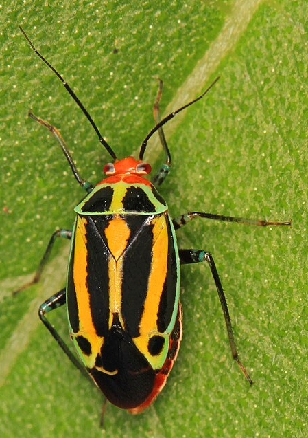 Fourlined plant bug