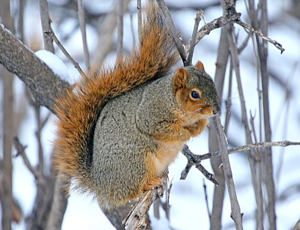 Fox Squirrel