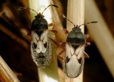 Hairy Cginch Bugs
