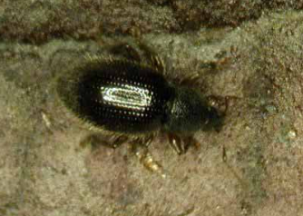 Hairy Root Weevil