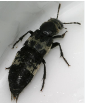 Hairy Rove Beetle