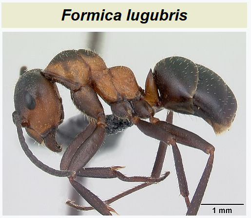 Hairy Wood Ants