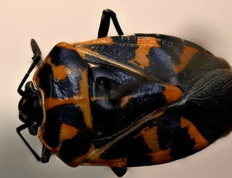 harlequin bug