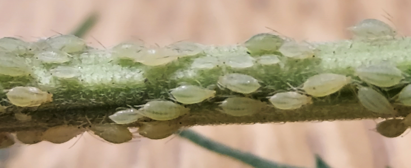 Hemp Aphids