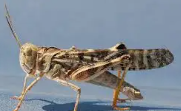 High Plains Grasshoppers