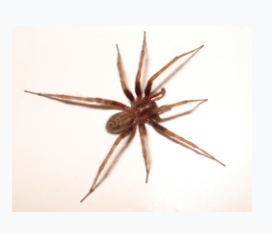 American House Spider