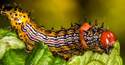 Humpbacked caterpillar