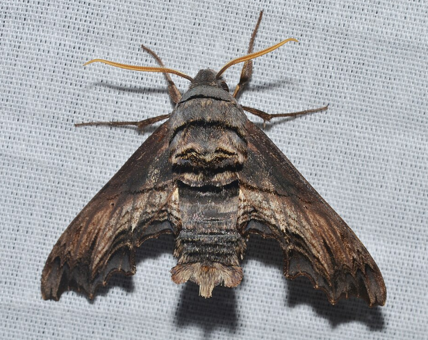 Abbot Sphinx Moth