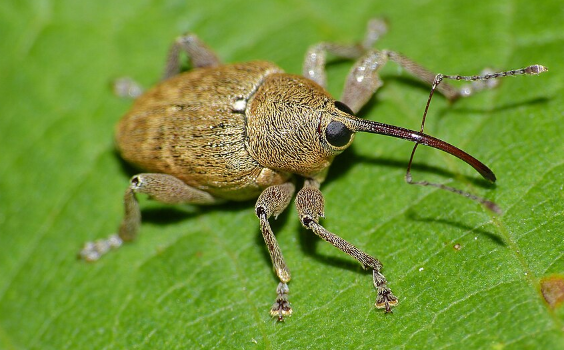 Acorn Weevil